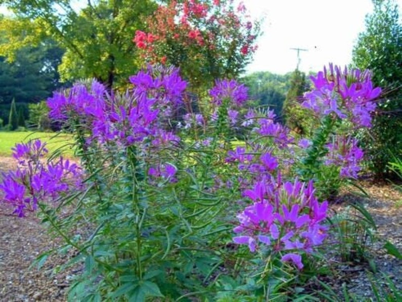 Hot Purple Spider Flower Cleome 30 SEEDS Bold Bright Color image 1