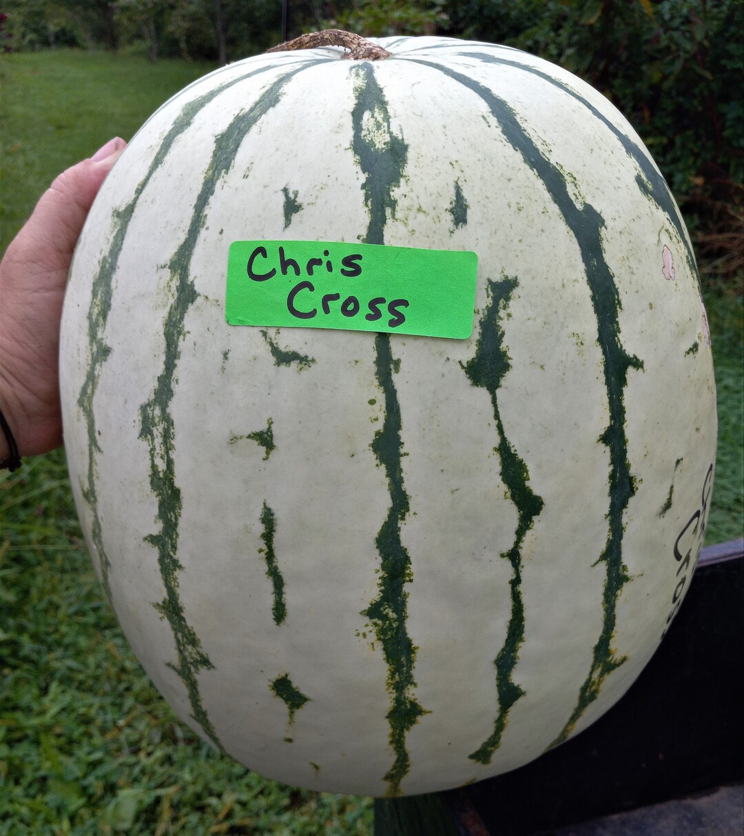 Chris Cross Watermelon Seeds Etsy