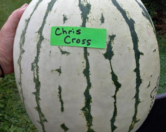 May include: A large, oval watermelon with a light green rind and dark green stripes. A green sticker with the text "Chris Cross" is affixed to the melon. The watermelon is held by a person.