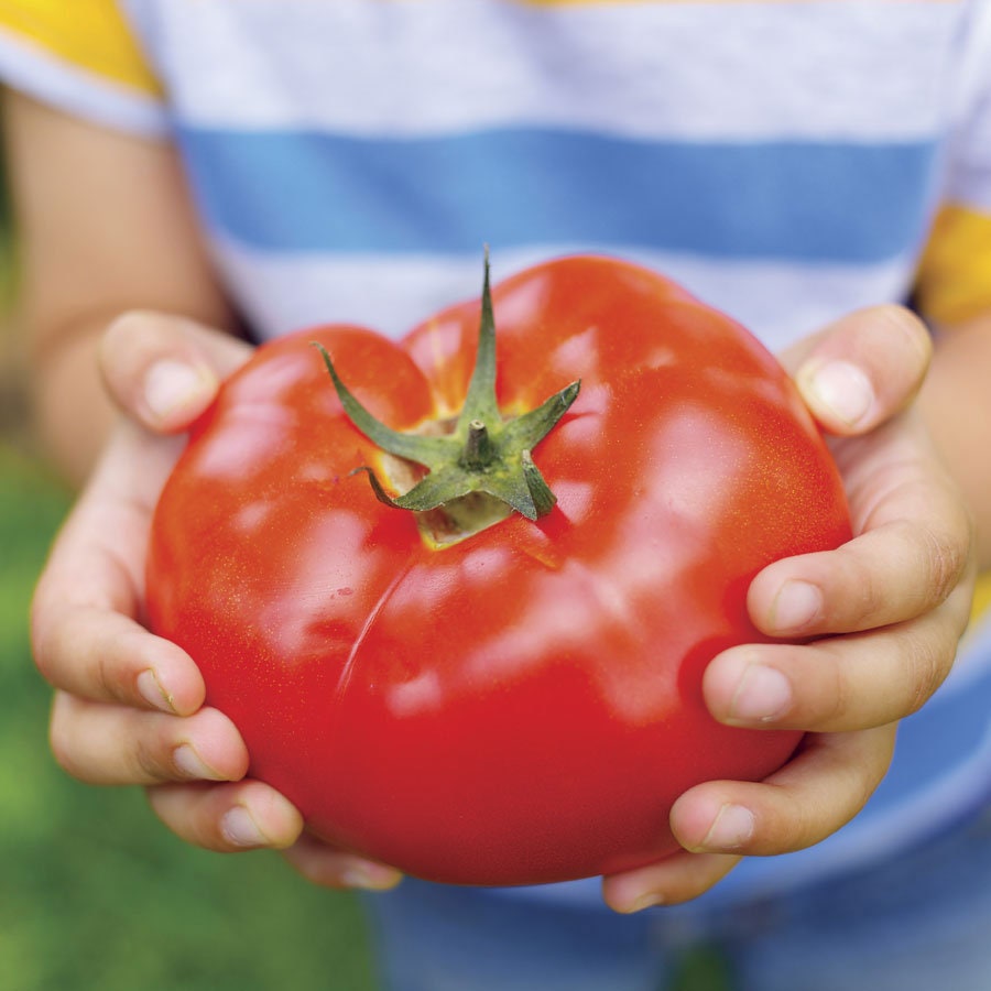 Big Beef Tomato Seeds