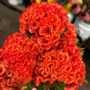 Bright Orange Brain Celosia - 50 Seeds