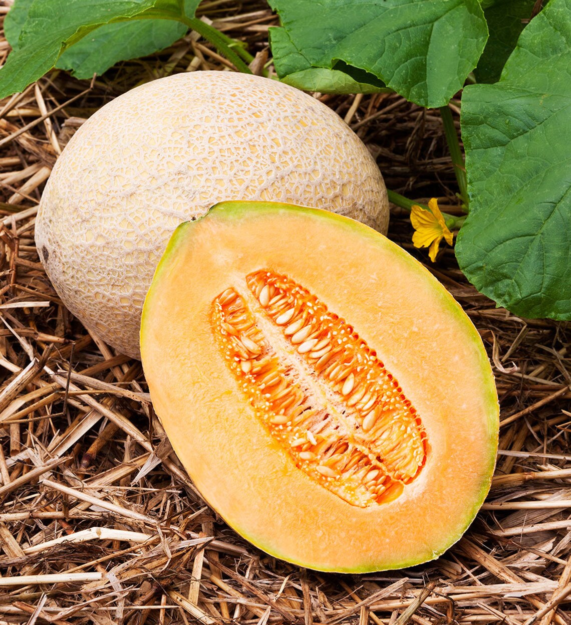 Planter's Jumbo Cantaloupe Etsy