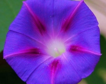 Wholesale Lot 100 Seeds Purple With Red Star Morning Glory Vine Seeds
