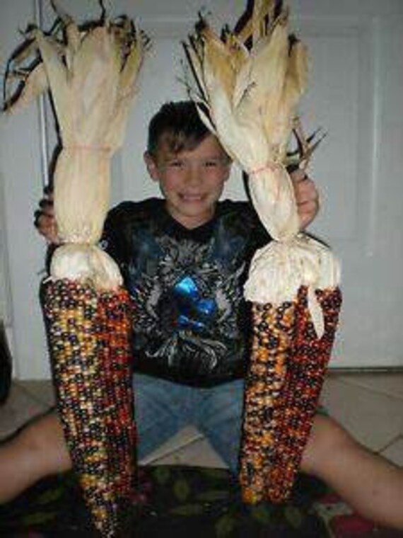 World's Largest Indian Corn 20 Seeds Etsy