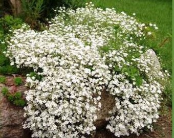 White Baby's Breath Seeds