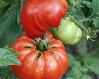 Famous Mortgage Lifter Tomato Seeds