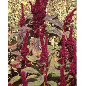 Red Cathedral Amaranth Seeds