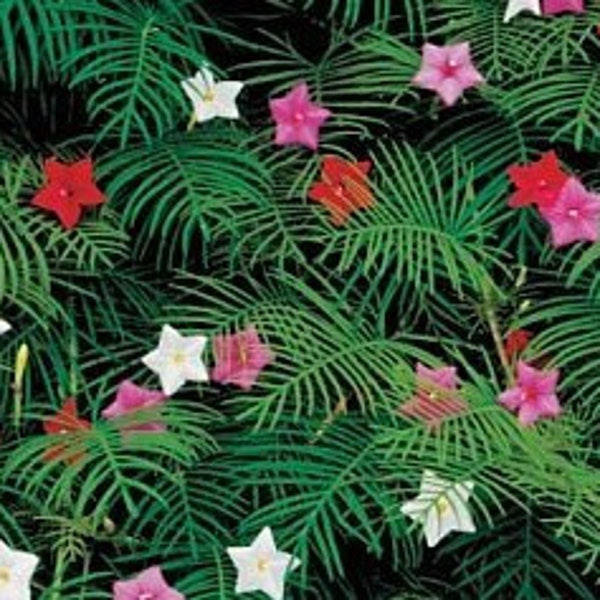 Cypress Vine Mixed Color-12 Seeds Hummingbird Love This Vine