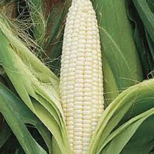 Silver Queen Corn Seeds