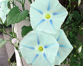 Blue Star Morning Glory Vine Seeds