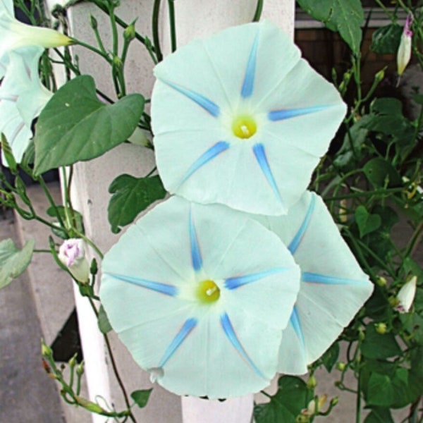 Blue Star Morning Glory Vine Seeds