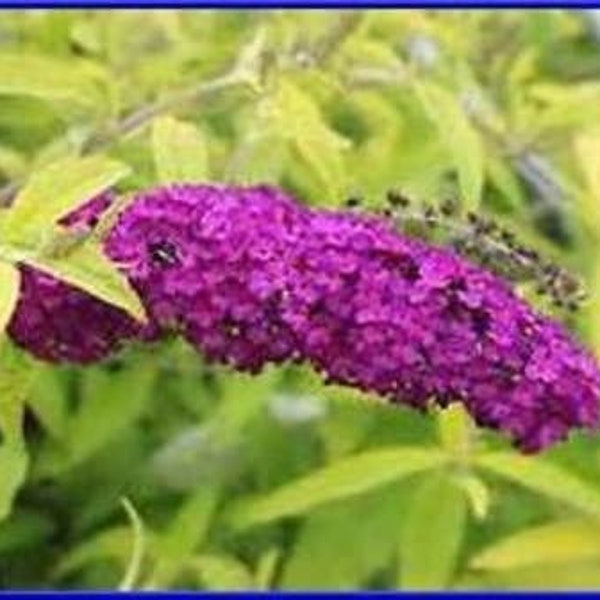 Butterfly Bush Plant Etsy