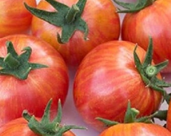 Könnte beinhalten: Nahaufnahme mehrerer reifer Erbstücktomaten. Die Tomaten sind eine Mischung aus Rot und Orange mit grünen Stielen. Die Tomaten sind rund und haben eine leicht gerippte Textur.