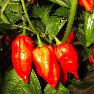 Ghost Pepper Seeds -  Bhut/Naga Jolokia