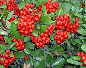 Scarlet Firethron (Pypacatha Coccinea) Flower Shrub Bush Seeds