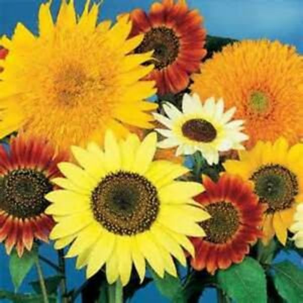 Mix Of Multi-Head Ornamental Sunflowers Seeds (Many Colors)