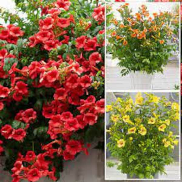 Hummingbird Trumpet Vine Mix - 25 Seeds