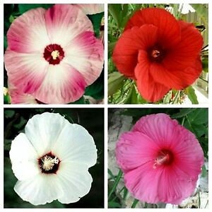 15+ Mixed Color Dinnerplate Hibiscus Seeds - Perennial Flowering Plant For Zones 5-10