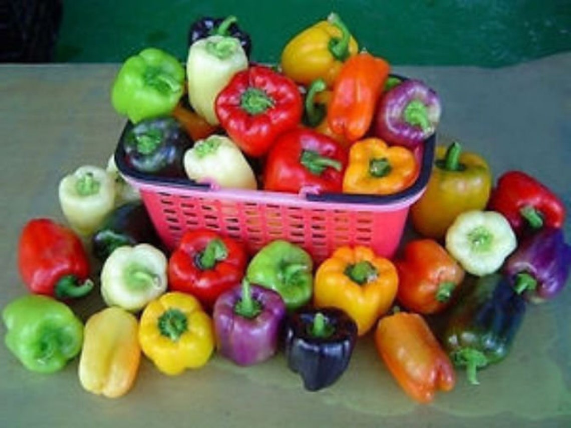 Grand Bell Mix Pepper Seeds Etsy