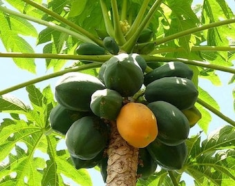 May include: A close-up of a papaya tree with green and orange papayas. The tree has large green leaves and a brown trunk. The papayas are clustered together, with one ripe orange fruit among the green ones.