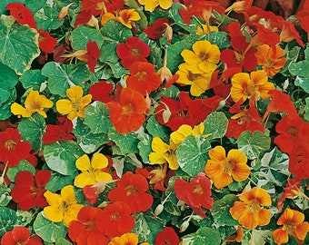 Nasturtium - Variegated Dwarf Alaska Mix Seeds