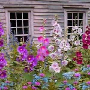 May include: A row of tall hollyhock plants with pink, purple, and white flowers in front of a wooden house with windows.