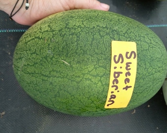 Sweet Siberian Watermelon Seeds