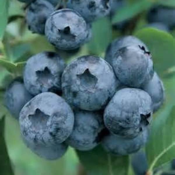 Blueberry Bush Etsy