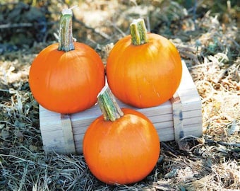 Cannonball Pumpkin