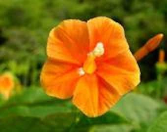 Apricot Candy Noah Vine Seeds