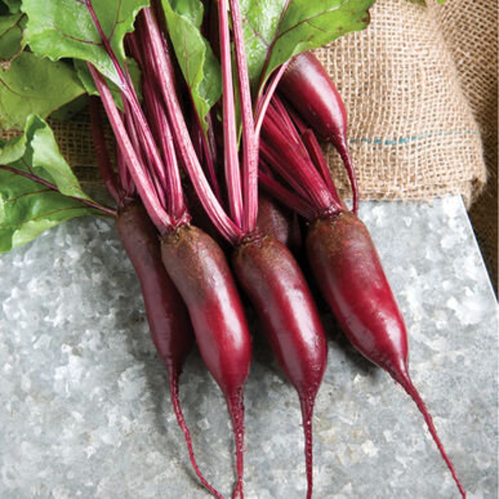 Cylindra Beet Seeds Large Long Beet Great for Canning Etsy