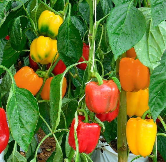 Baby bell on sale pepper plant