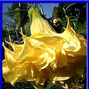 May include: A large, pale yellow flower with a trumpet-shaped bloom. The flower is in full bloom and has a delicate, ruffled texture. The flower is growing on a vine and is surrounded by green leaves.