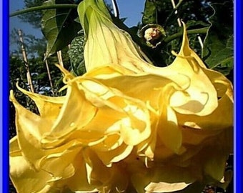 Ballerina Yellow Devil Trumpet Seeds (Datura)