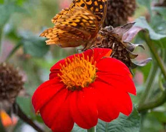 Red Torch Mexican Sunflower Seeds