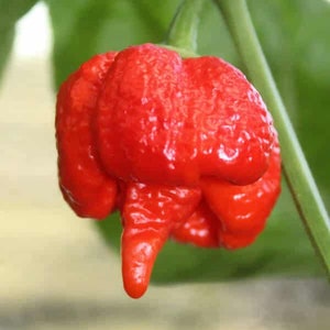 Trinidad Moruga Scorpion Pepper Seeds