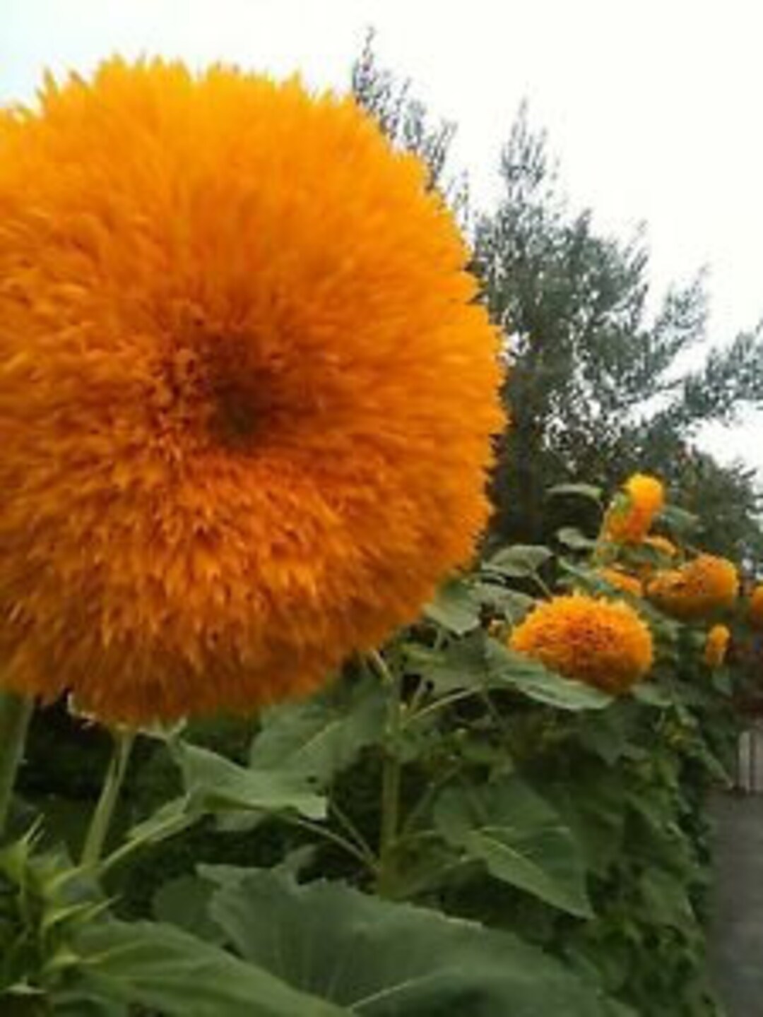 Tall Orange Sun Teddy Bear Sunflower Seeds Etsy