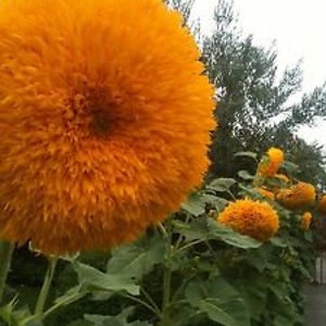 Tall Orange Sun Teddy Bear Sunflower Seeds