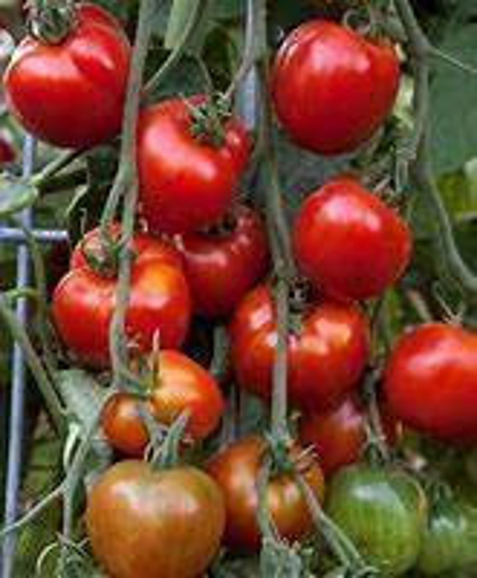 Mountain Fresh Tomato Seeds Etsy