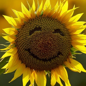 Massive Yellow Black Seeded Sunflower