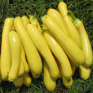 Early Prolific Strightneck Squash Seeds