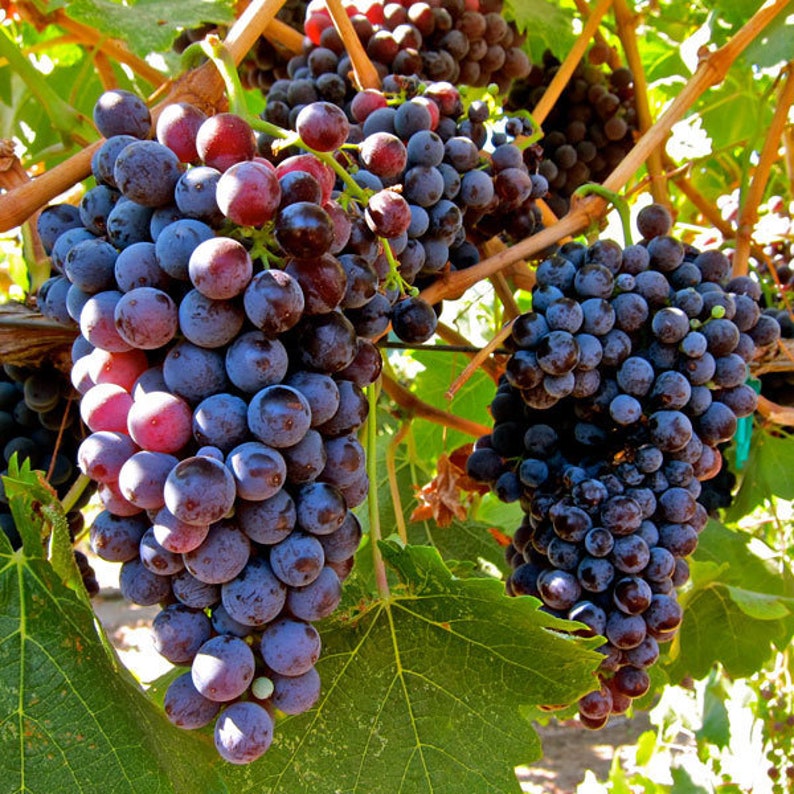 Concord Grape Seeds Etsy