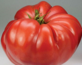 Crimson Giant Tomato Seeds