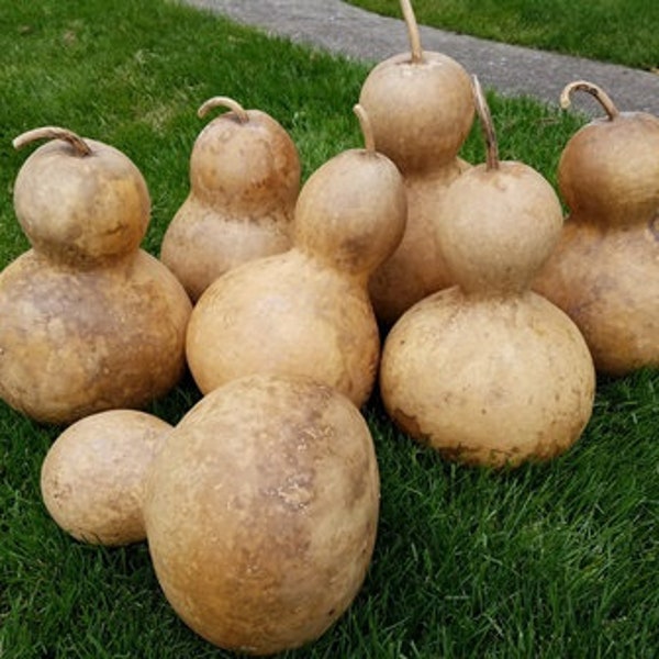 Large Bottle Gourd Seeds