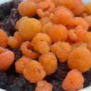 Golden Harvest Raspberry Bush Seeds