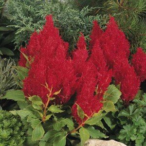 Fresh Look Red Feather Celosia Seeds