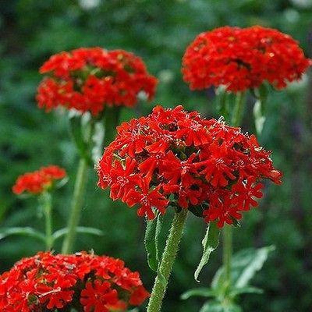 Maltese Cross Flower Seeds - Etsy