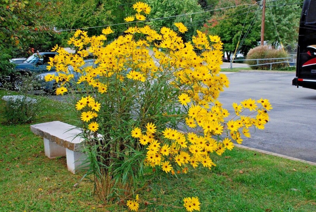 Swamp Sunflower perennial Etsy