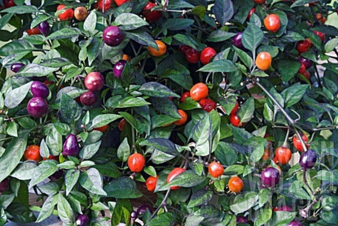 Filius Blue Hot Pepper Seeds Etsy