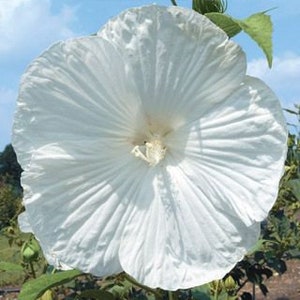 May include: A large, fully bloomed white hibiscus flower with ruffled petals. The flower's center is a pale yellow, and the background shows green foliage and a blue sky.